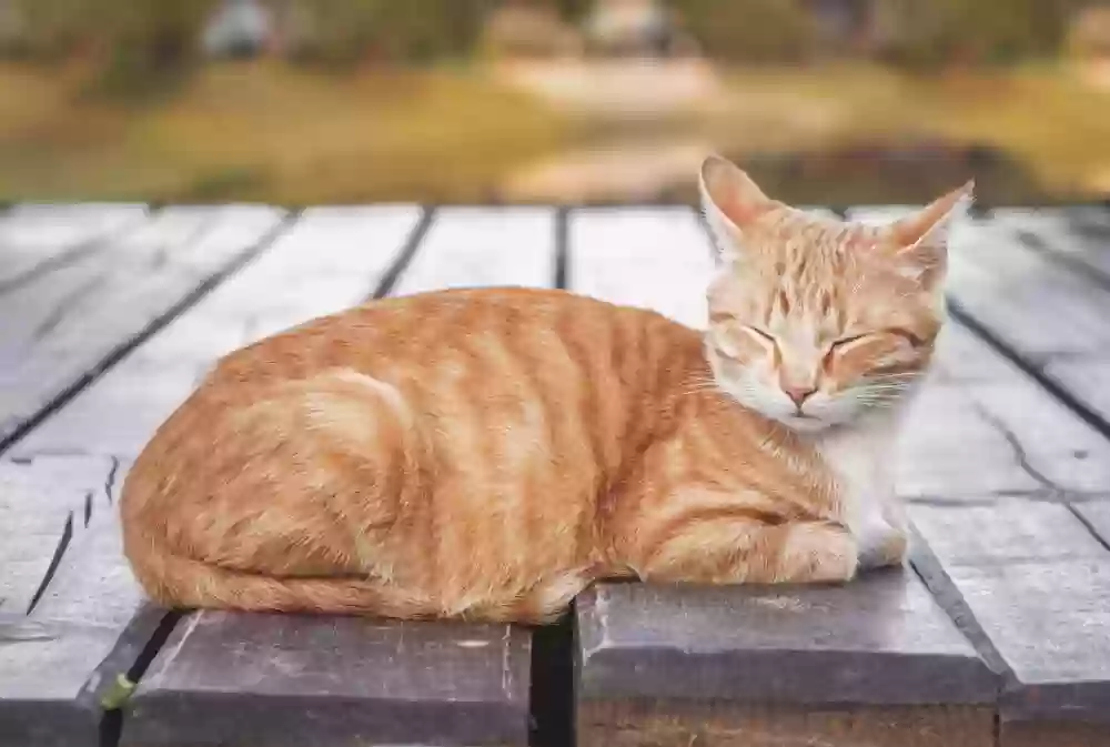 adoptable Cat in Honolulu,HI named Marmalade